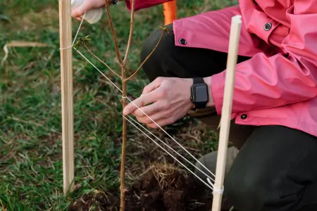 How to plant bare-root fruit trees in October 2026